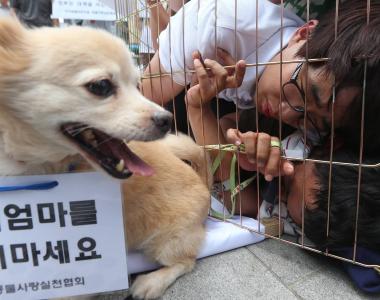 韩国年内将立法禁食狗肉，从2027年正式开始实施