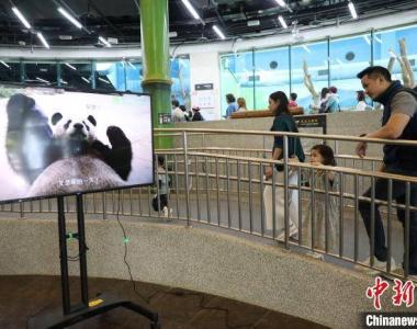 大陆赠台大熊猫“团团”离世一周年 台湾民众缅怀